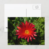 Blume Rotes Eis Farbenfrohe Teppiche Pflanze Postkarte (Vorne/Hinten)