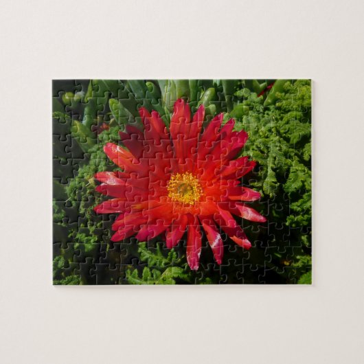 Blume Rotes Eis Farbenfrohe Teppiche Pflanze Puzzle (Horizontal)