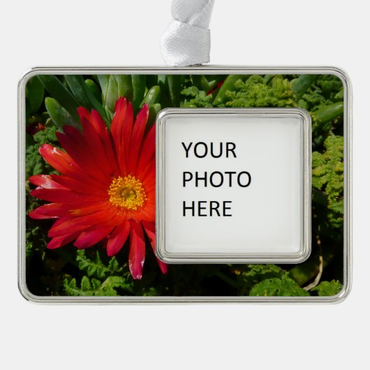 Blume Rotes Eis Farbenfrohe Teppiche Pflanze Rahmen-Ornament Silber (Vorderseite)