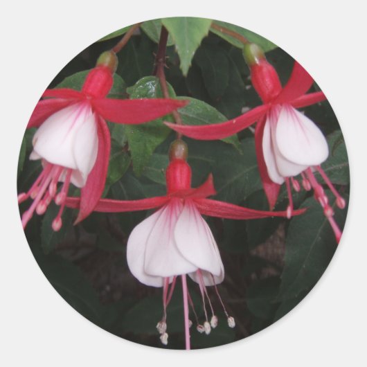 Blume Runder Aufkleber (Vorderseite)