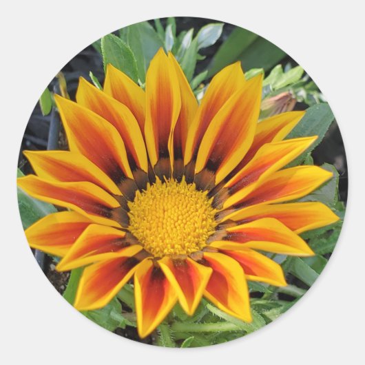 Blume Runder Aufkleber (Vorderseite)