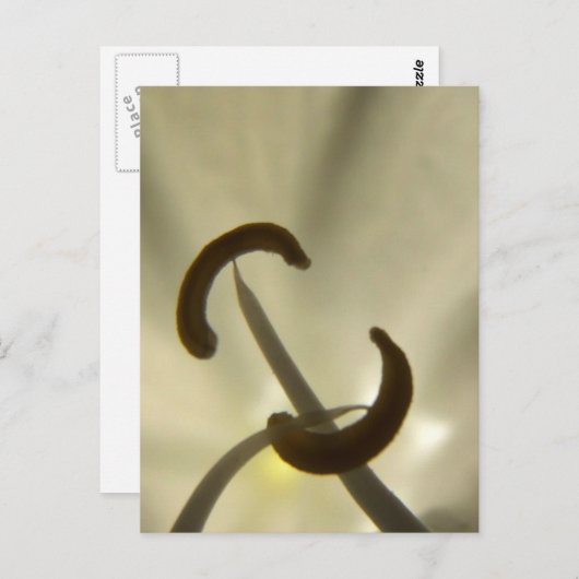 Blume Saatgut Postkarte (Vorne/Hinten)