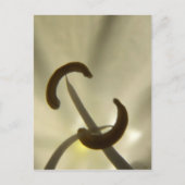 Blume Saatgut Postkarte (Vorderseite)