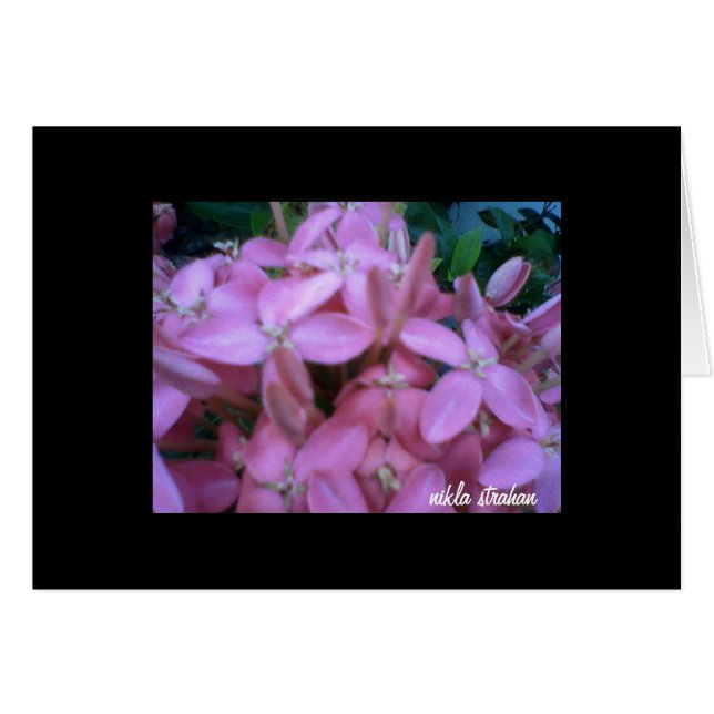 *BLUME-SAMMLUNG* (Vorderseite (Horizontal))