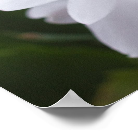 Blume Schlumbergera CC0039 Poster (Ecke)