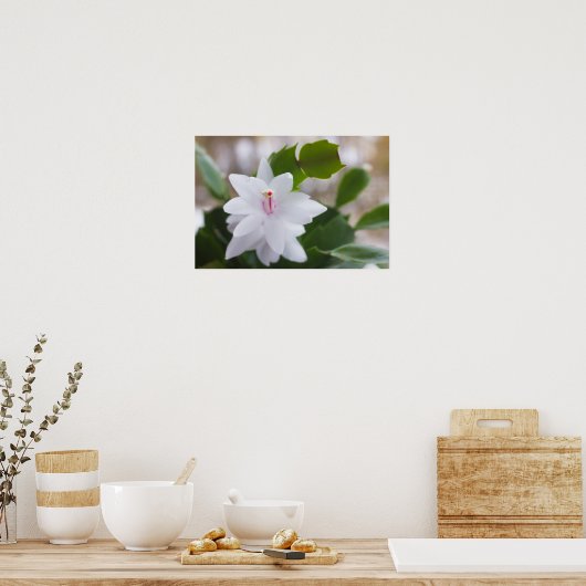 Blume Schlumbergera CC0039 Poster (Küche)
