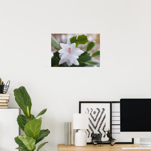 Blume Schlumbergera CC0039 Poster (Heimbüro)