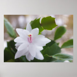 Blume Schlumbergera CC0039 Poster