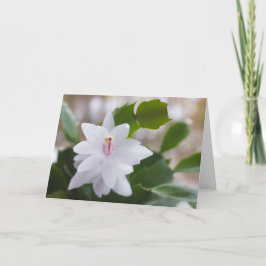 Blume Schlumbergera CC0476 Feiertagskarte
