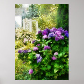 Blume - Schönes Hydrangea Poster