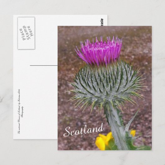 Blume Schottlands, das Thistle Postkarte (Vorne/Hinten)