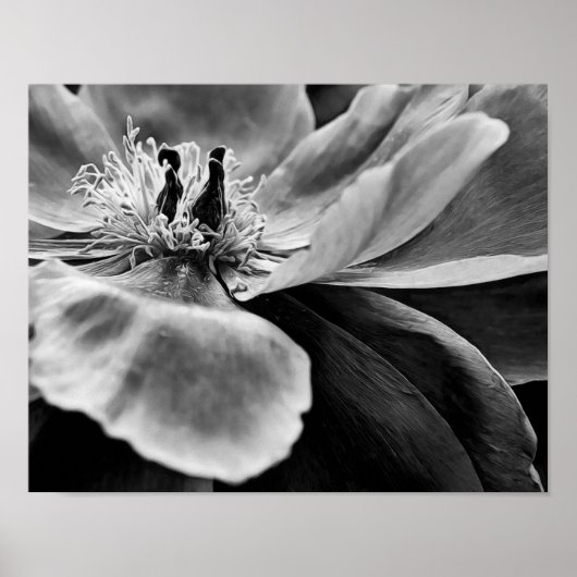 Blume Schwarz-Weiß-Fotografien drucken Poster (Vorne)