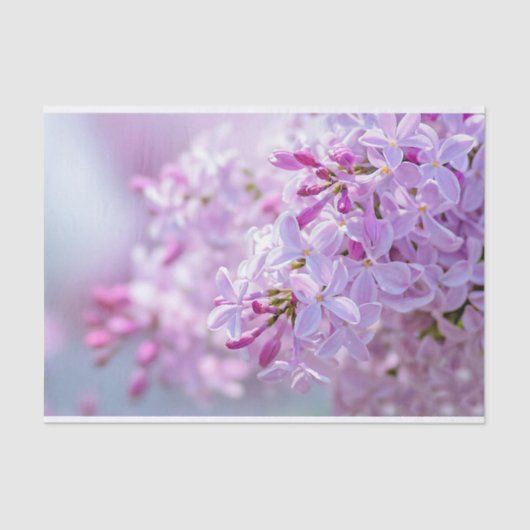 Blume Seidenpapier (Vorderseite)