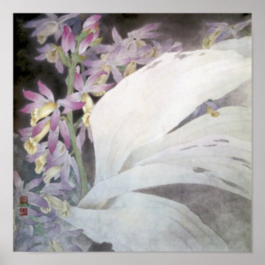 Blume Seires II - Phaios Poster (Vorne)