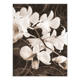 Blume Sepia Schwarzer Hintergrund Blumenbeete Fotodruck
