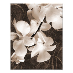 Blume Sepia Schwarzer Hintergrund Blumenbeete Fotodruck