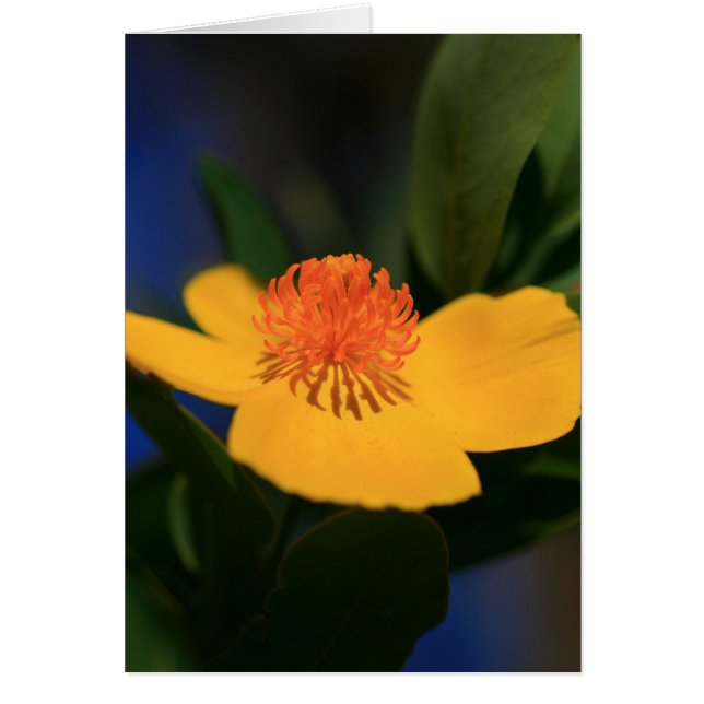 Blume Shadow (Vorne)