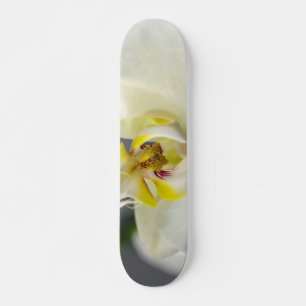 Blume Skateboard