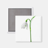Blume Snowdrop Pflanze Weiße Blume Magnet (Vorderseite/Rückseite)