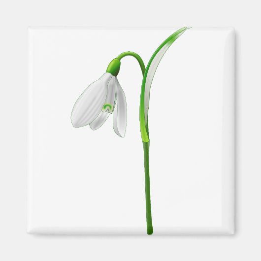 Blume Snowdrop Pflanze Weiße Blume Magnet (Vorne)