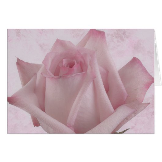 Blume Soft Pink Rose (Vorderseite (Horizontal))