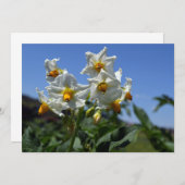 Blume Solanum tuberosum Einladung (Vorne/Hinten)
