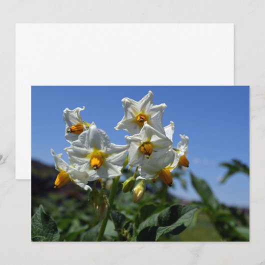 Blume Solanum tuberosum Einladung (Vorne/Hinten)
