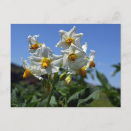Blume Solanum tuberosum Feiertagspostkarte
