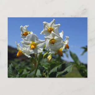 Blume Solanum tuberosum Feiertagspostkarte