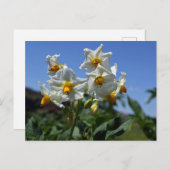 Blume Solanum tuberosum Feiertagspostkarte (Vorne/Hinten)