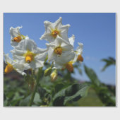 Blume Solanum tuberosum Geschenkpapier (Flach)