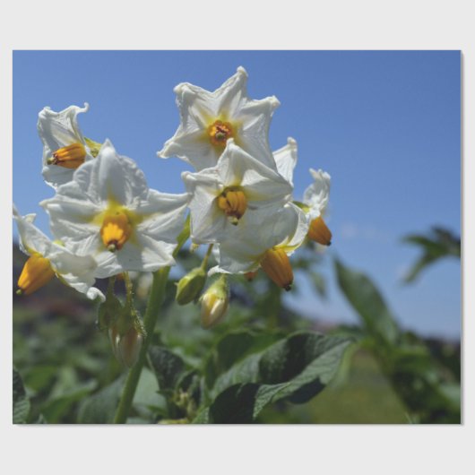 Blume Solanum tuberosum Geschenkpapier (Flach)