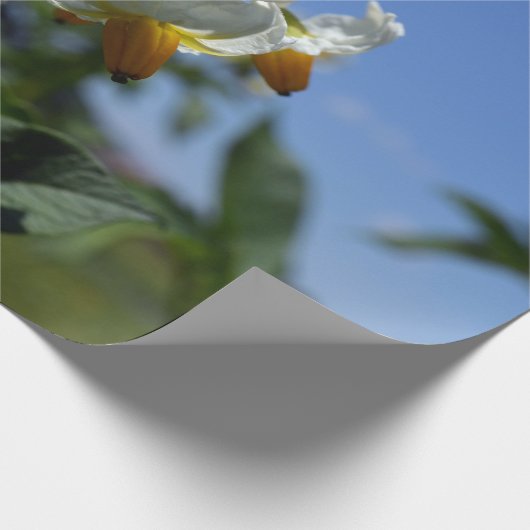 Blume Solanum tuberosum Geschenkpapier (Ecke)