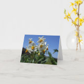 Blume Solanum tuberosum Karte (Gelbe Blume)