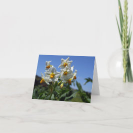 Blume Solanum tuberosum Karte