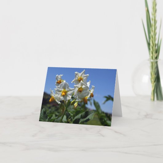 Blume Solanum tuberosum Karte (Vorderseite)