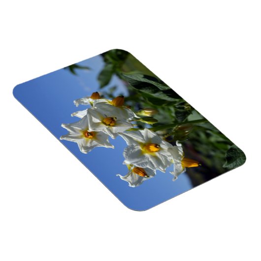 Blume Solanum tuberosum Magnet (Rechte Seite)