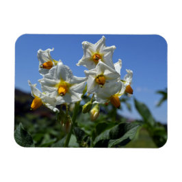 Blume Solanum tuberosum Magnet