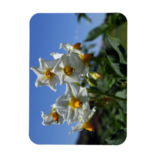 Blume Solanum tuberosum Magnet (Vertikal)