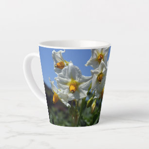 Blume Solanum tuberosum Milchtasse