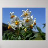Blume Solanum tuberosum Poster (Vorne)