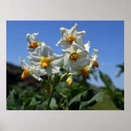 Blume Solanum tuberosum Poster