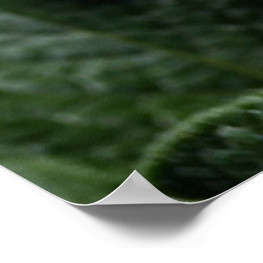 Blume Solanum tuberosum Poster (Ecke)