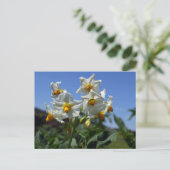 Blume Solanum tuberosum Postkarte (Stehend Vorderseite)
