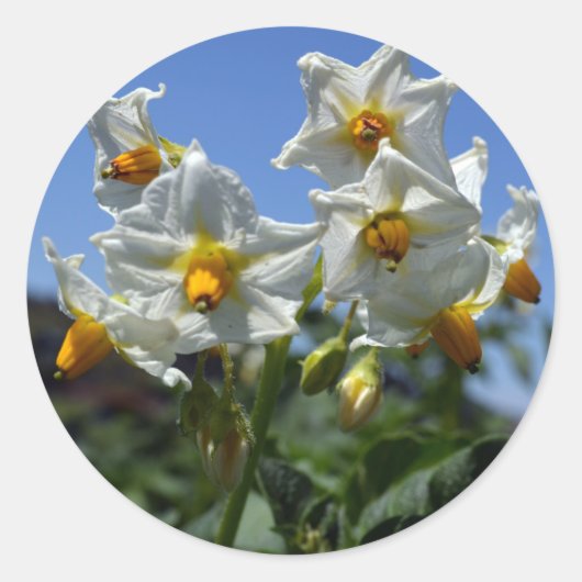 Blume Solanum tuberosum Runder Aufkleber (Vorderseite)