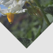 Blume Solanum tuberosum Seidenpapier (Detail)