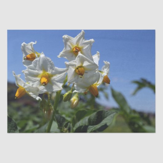 Blume Solanum tuberosum Seidenpapier (Vorderseite)
