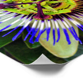 Blume Sommerblühende Pflanze Poster (Ecke)