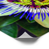 Blume Sommerblühende Pflanze Poster (Ecke)