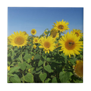 Blume, Sonne, Pflanze, Natur, Sommer, Fliese